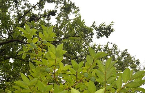 DSC_8575_加工resize.jpg