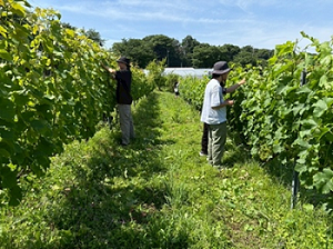 chiiki_wine_label_250610_1.png