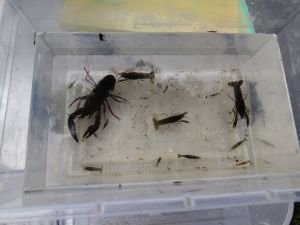 2026 miwa turukko sakana2.JPG