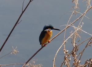 カワセミ (2).JPG